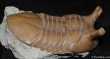 Stunning D Asaphus Intermedius Trilobite #462-4